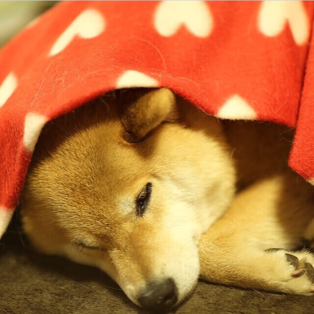 职业球员技术与转型路径未形成梯队标准，职业球员的素养