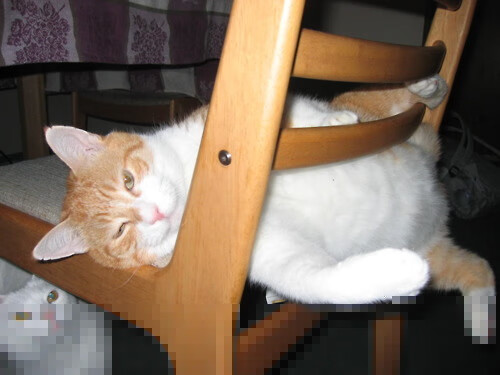 “安赫尔·巴尔博萨的全面进攻能力,成为美洲狮队迈向世界顶级的关键”