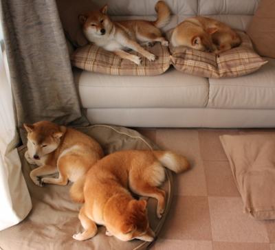 乐鱼体育入口-辽宁飞豹加强投篮训练提高命中稳定性，辽宁飞豹篮球俱乐部球员